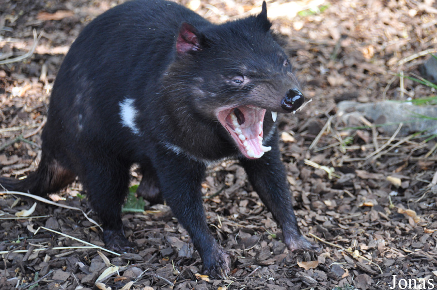 Sarcophilus harrisii