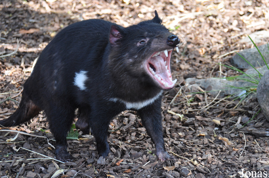 Sarcophilus harrisii