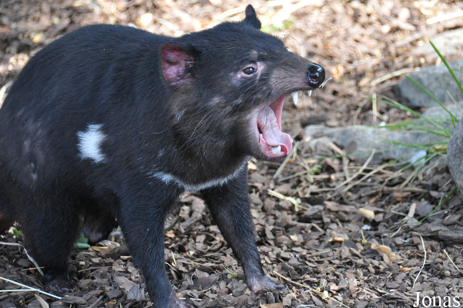 Sarcophilus harrisii