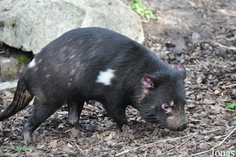 Sarcophilus harrisii