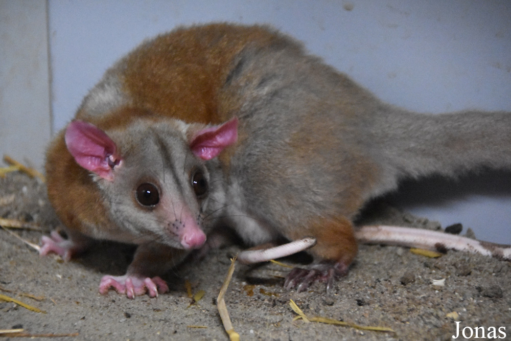 Caluromys derbianus