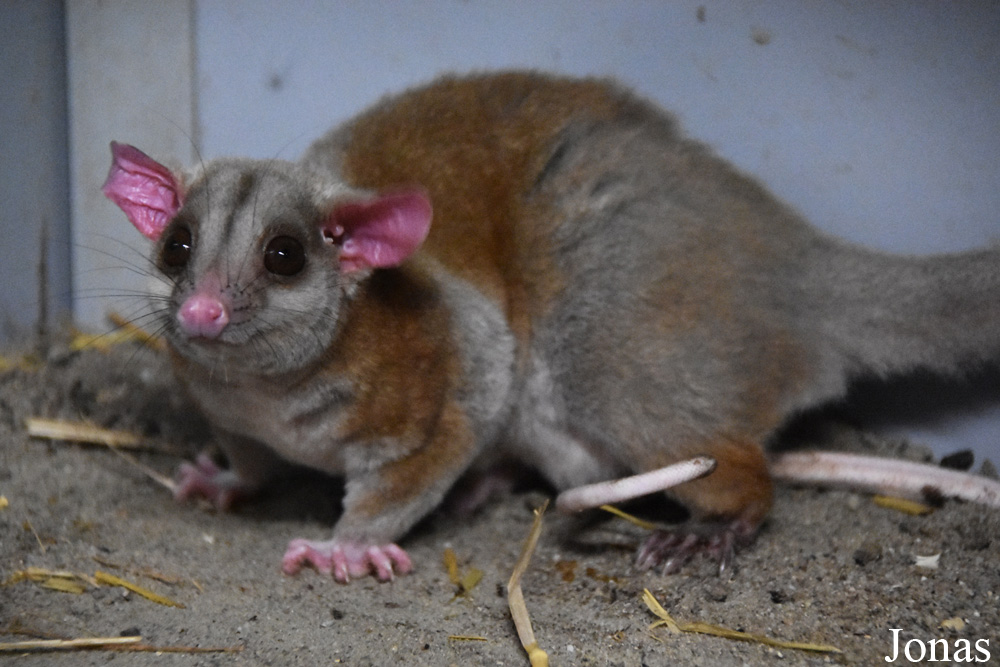 Caluromys derbianus