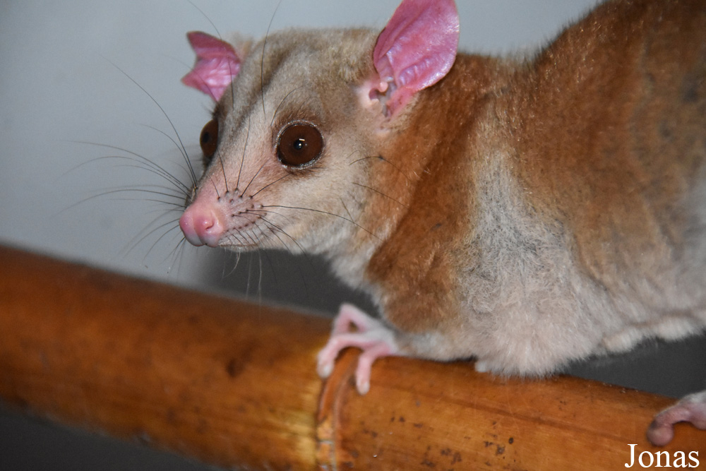 Caluromys derbianus