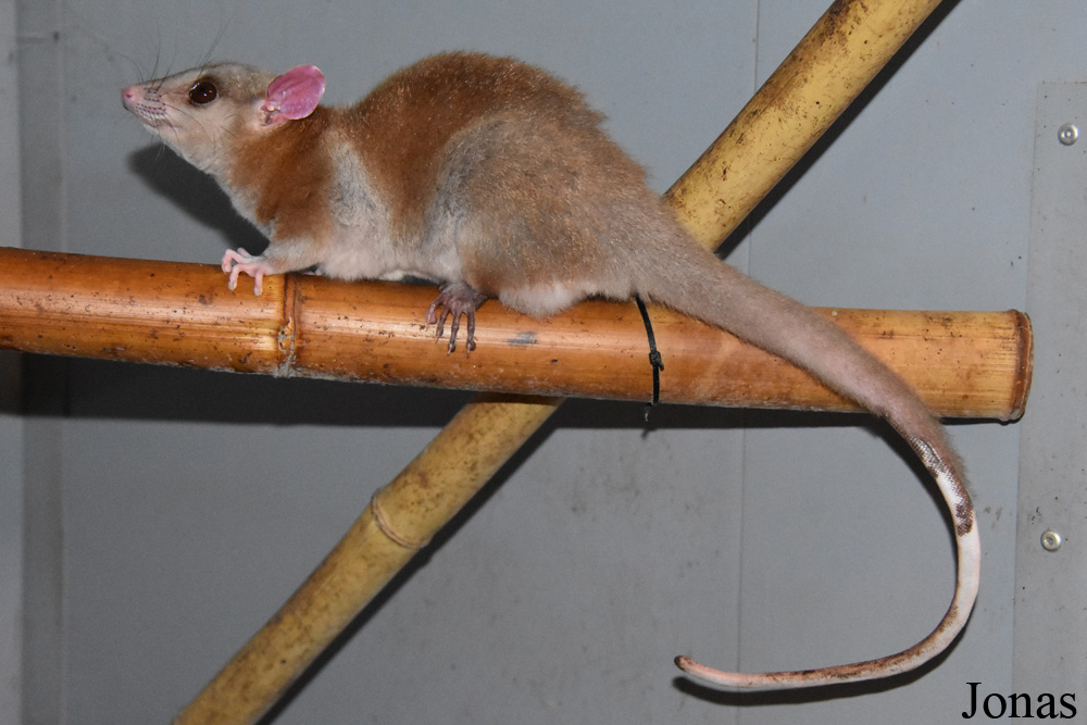 Caluromys derbianus