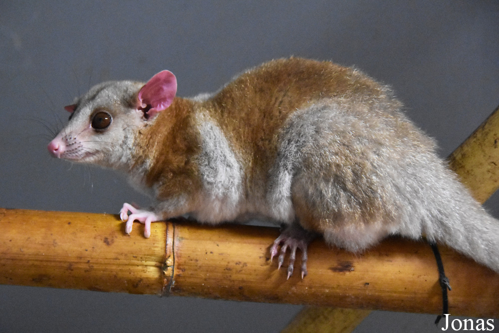 Caluromys derbianus