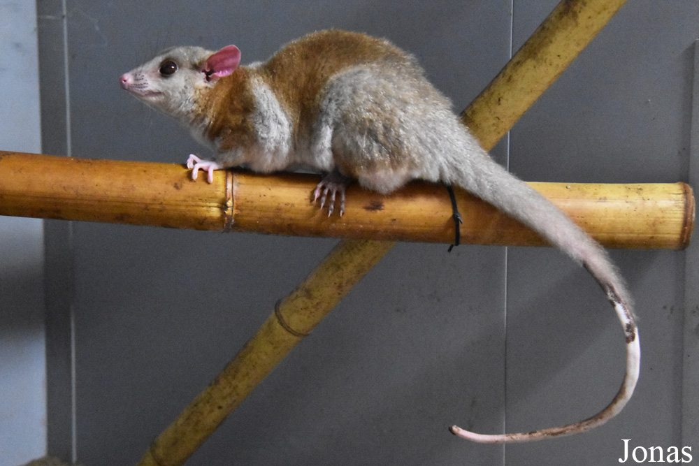Caluromys derbianus