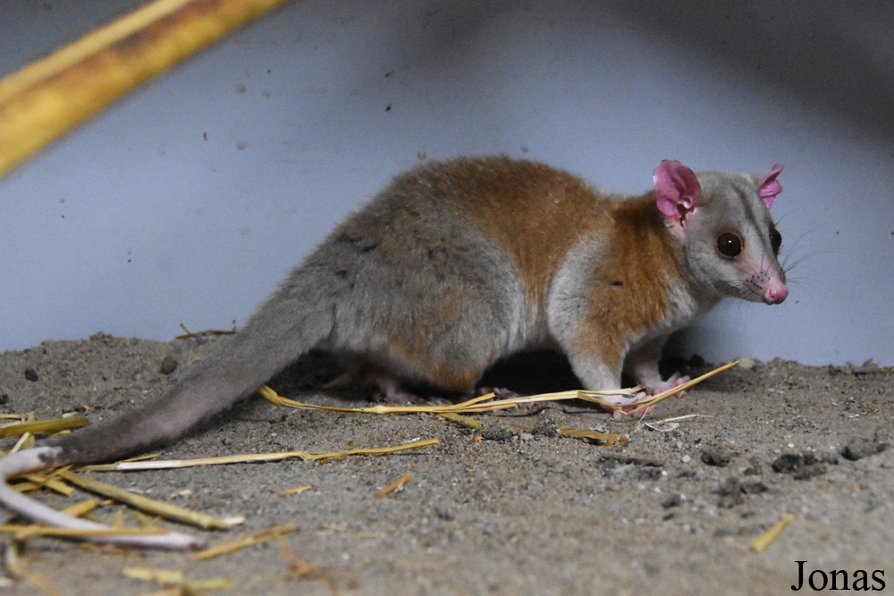Caluromys derbianus