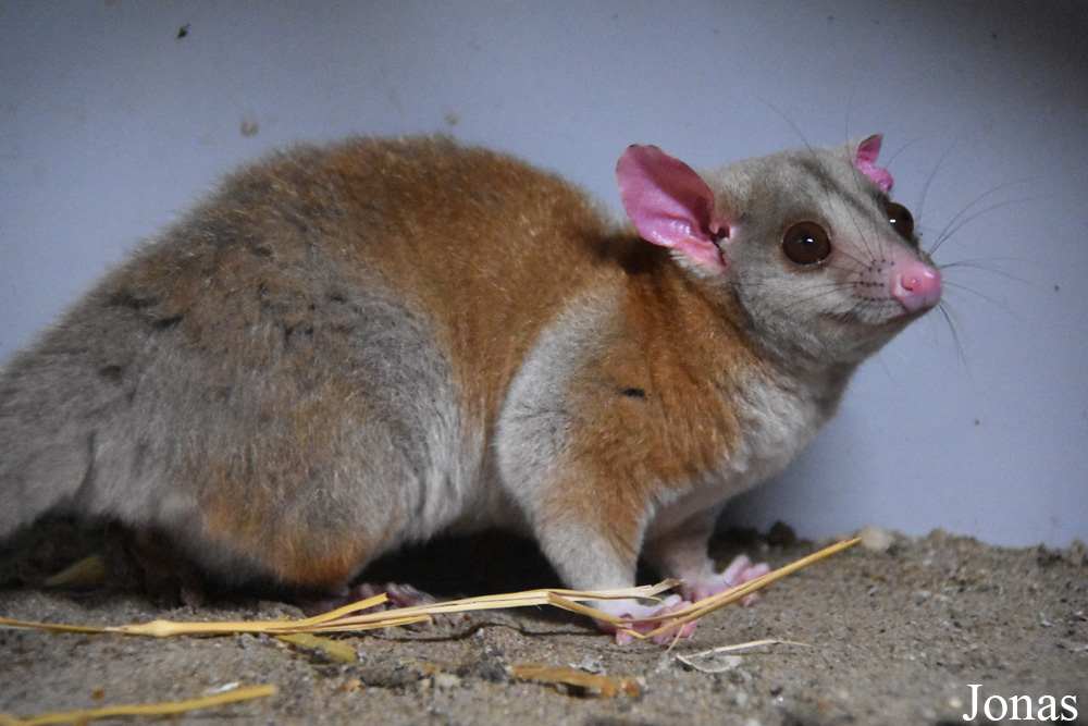 Caluromys derbianus