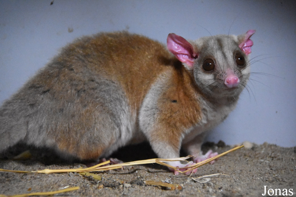 Caluromys derbianus