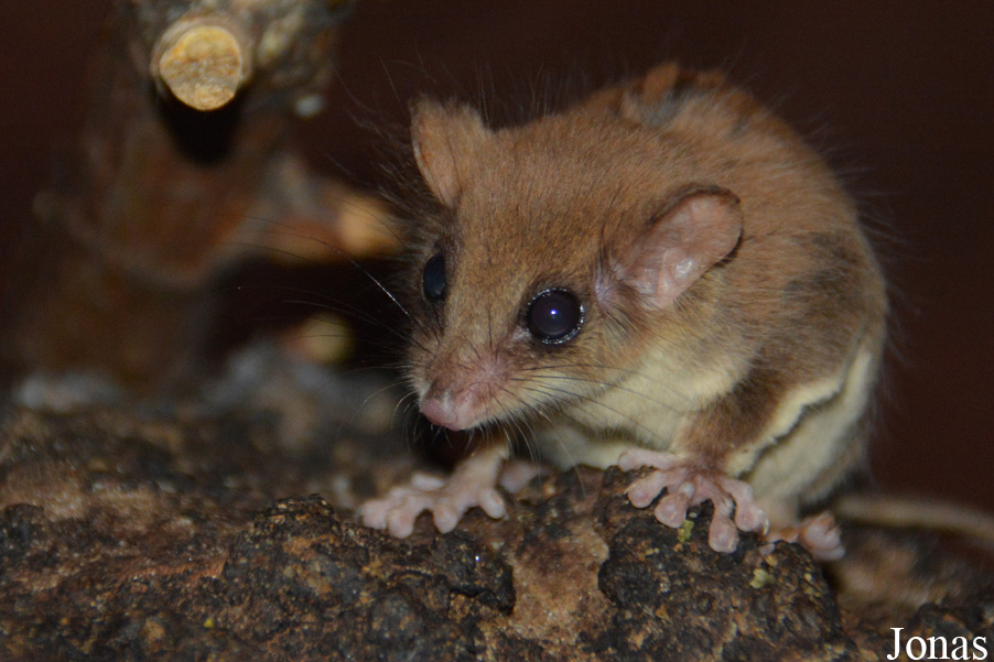 Acrobates pygmaeus