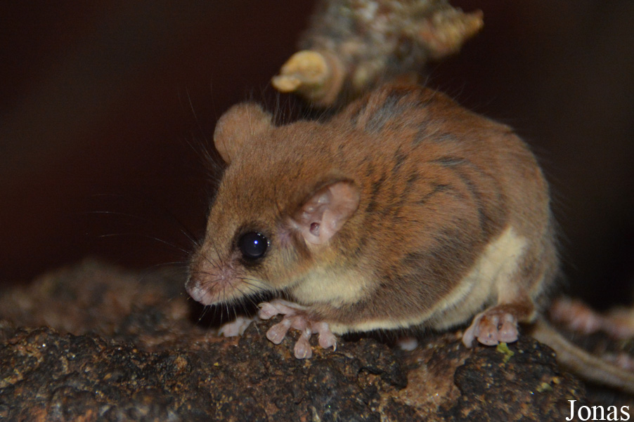 Acrobates pygmaeus