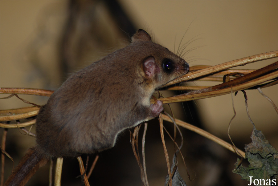 Acrobates pygmaeus