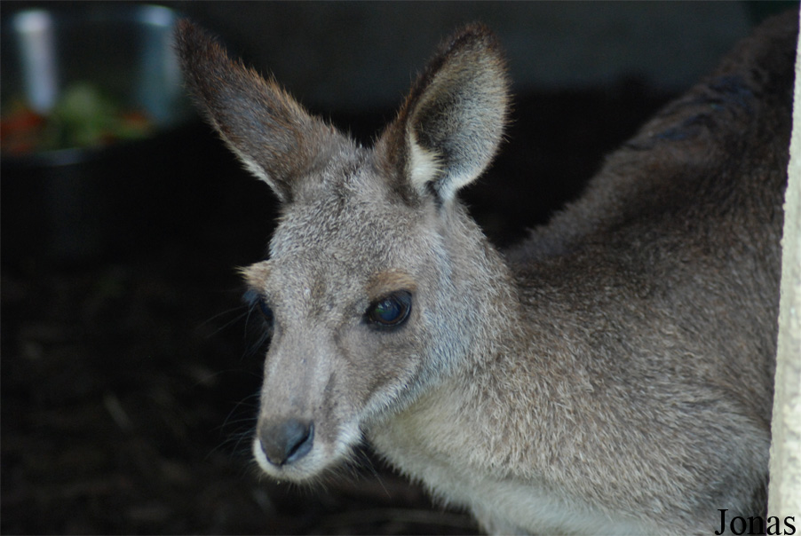Macropus giganteus
