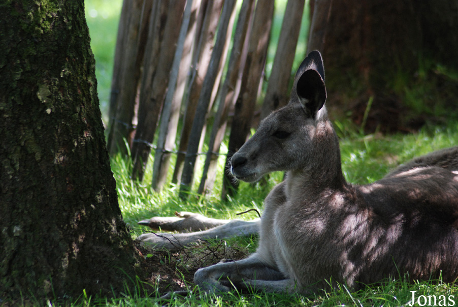 Macropus giganteus