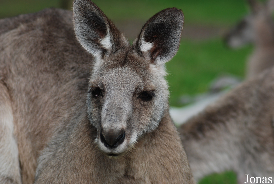 Macropus giganteus