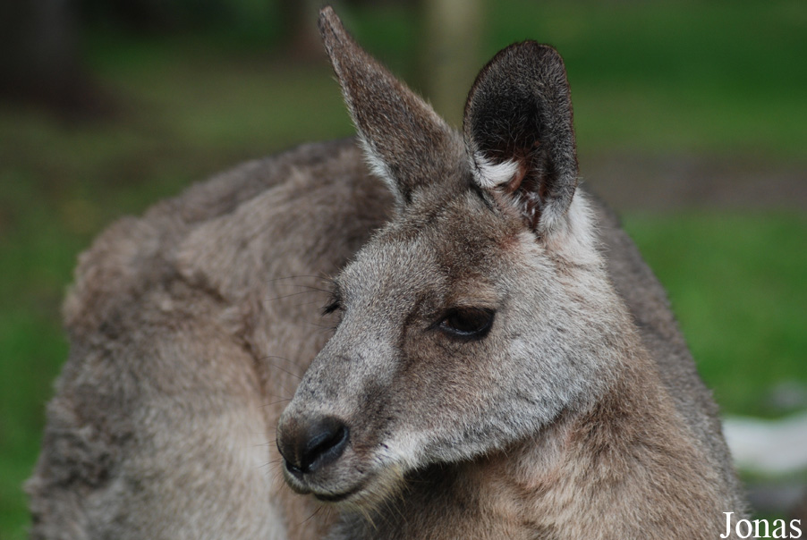 Macropus giganteus
