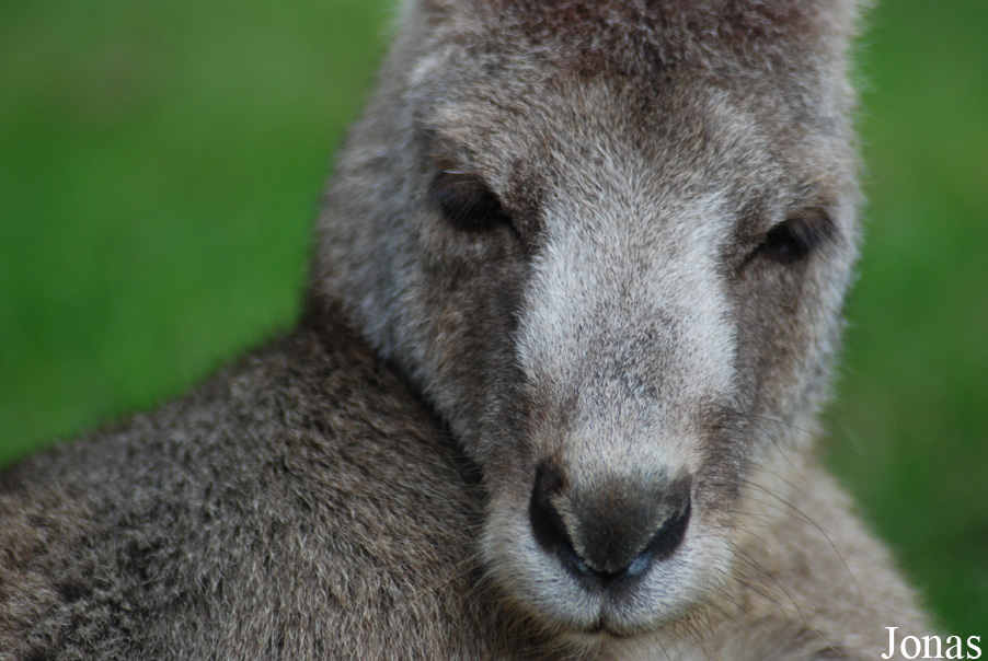 Macropus giganteus
