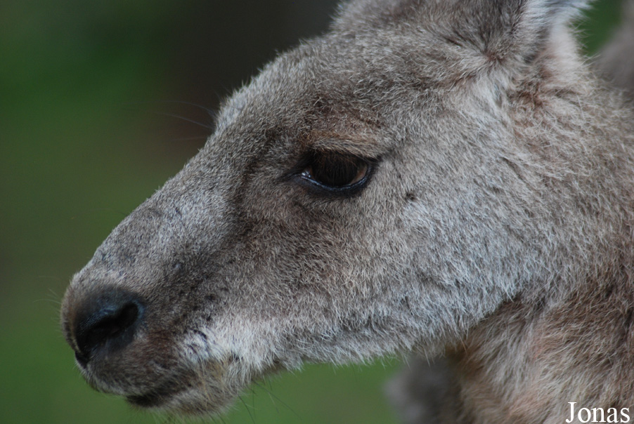 Macropus giganteus