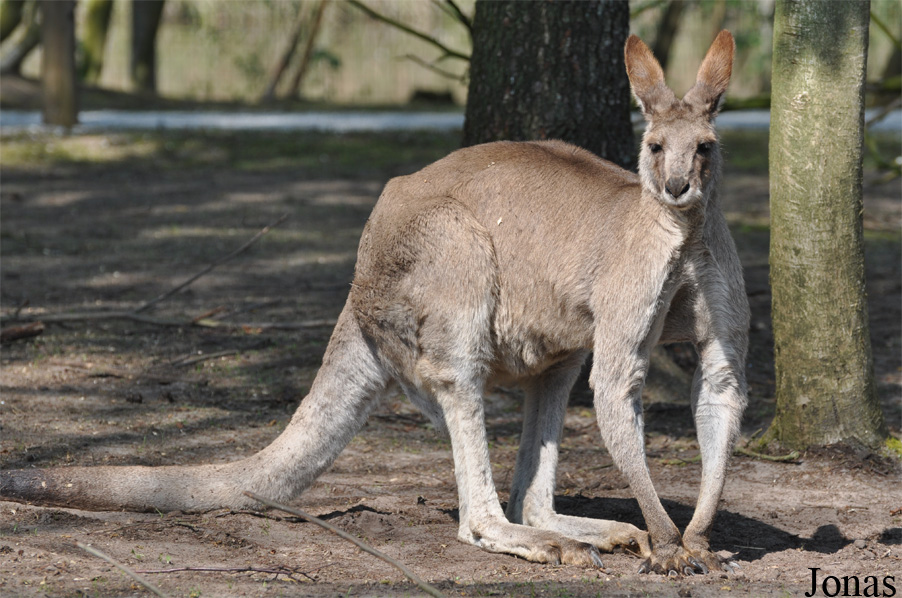 Macropus giganteus