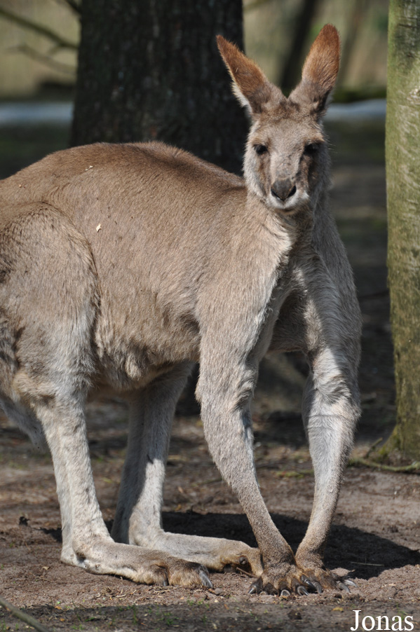Macropus giganteus