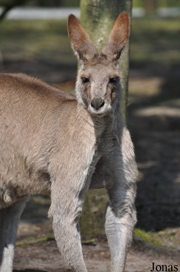 Macropus giganteus