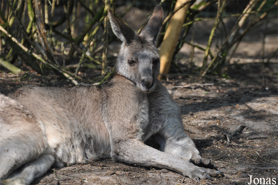 Macropus giganteus