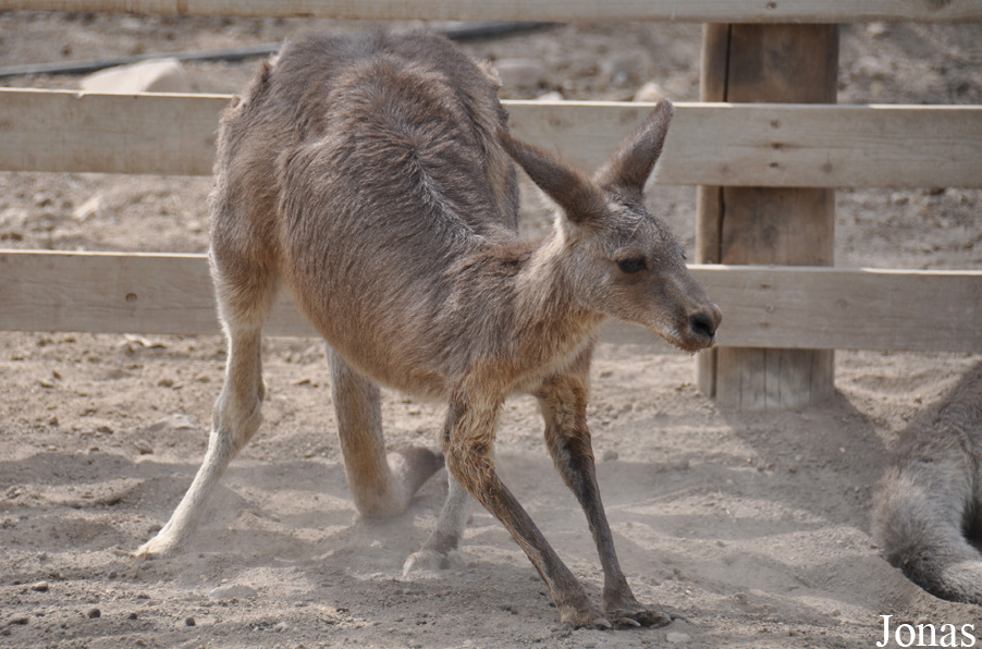 Macropus giganteus