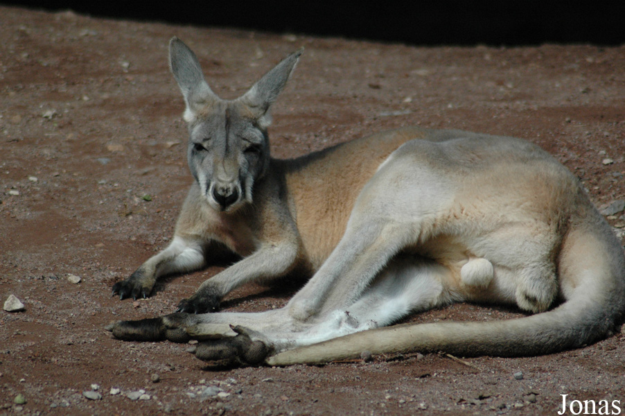 Macropus rufus