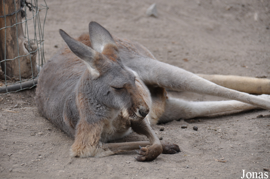 Macropus rufus