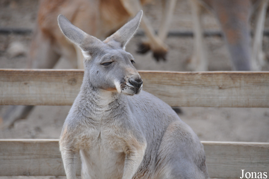 Macropus rufus
