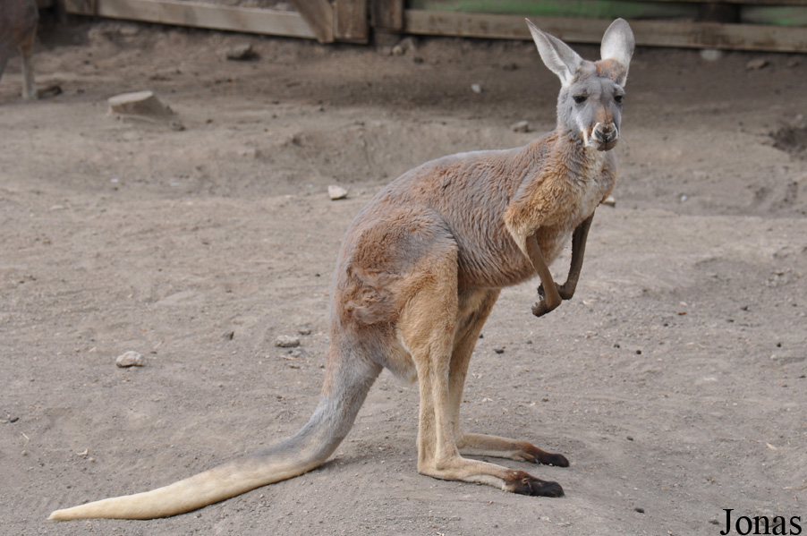 Macropus rufus