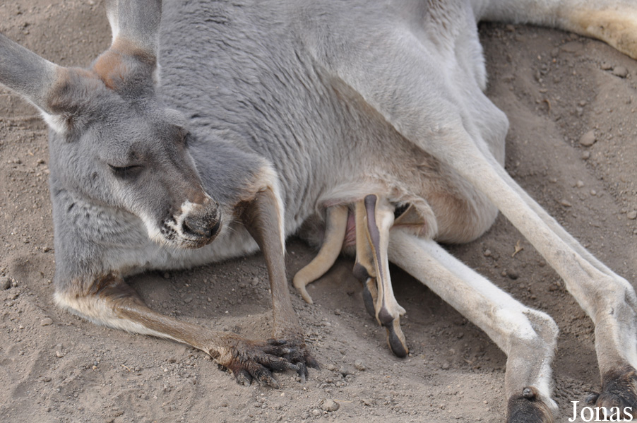 Macropus rufus