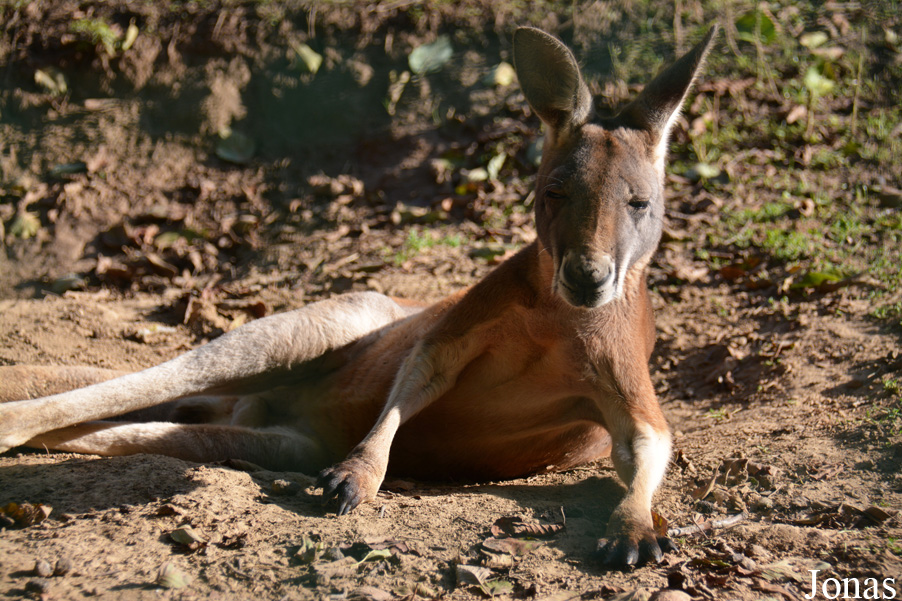 Macropus rufus