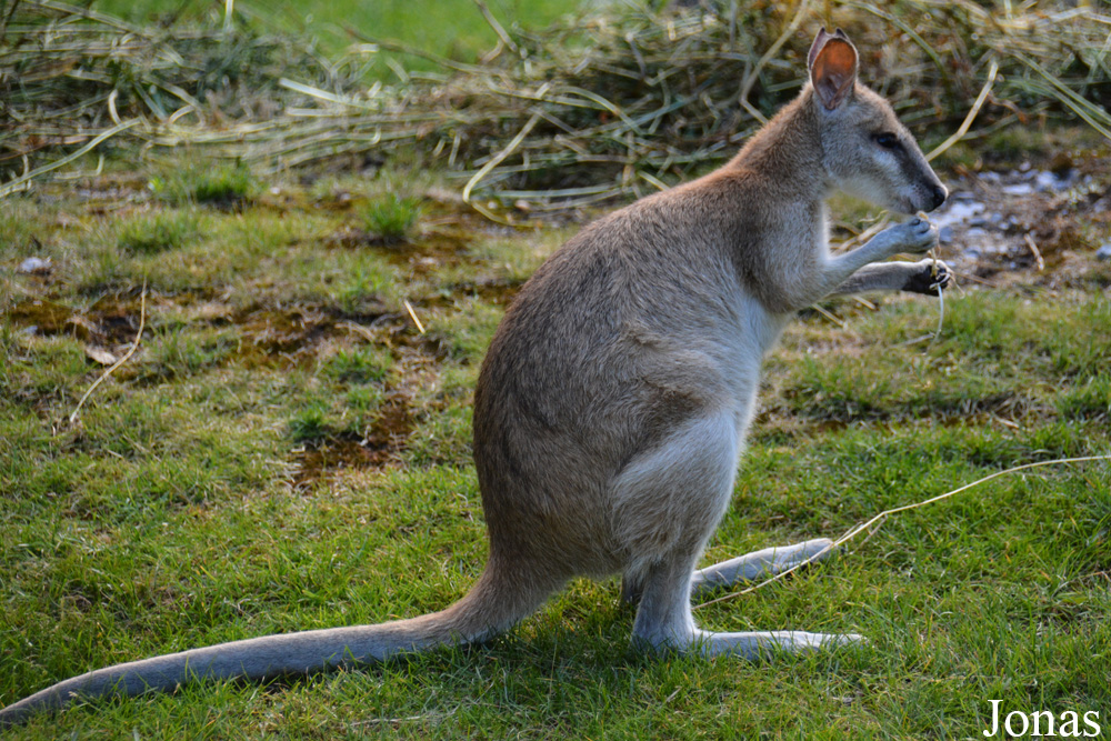 Notamacropus agilis