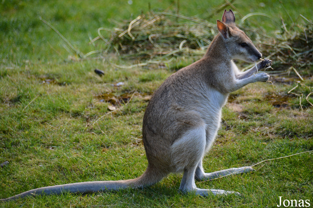 Notamacropus agilis