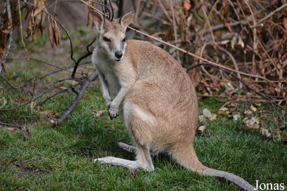 Notamacropus agilis
