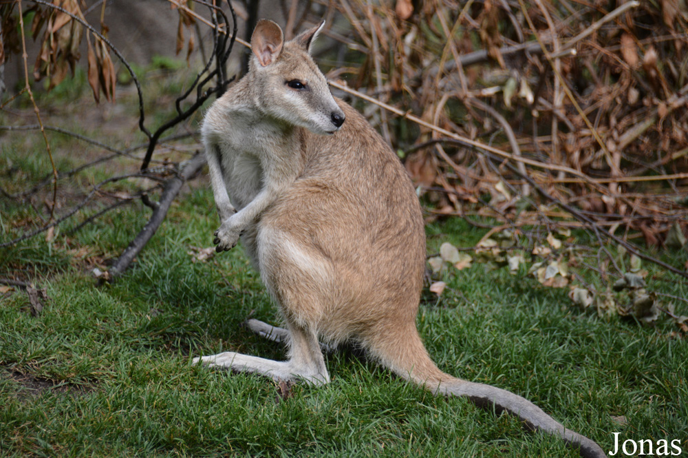 Notamacropus agilis