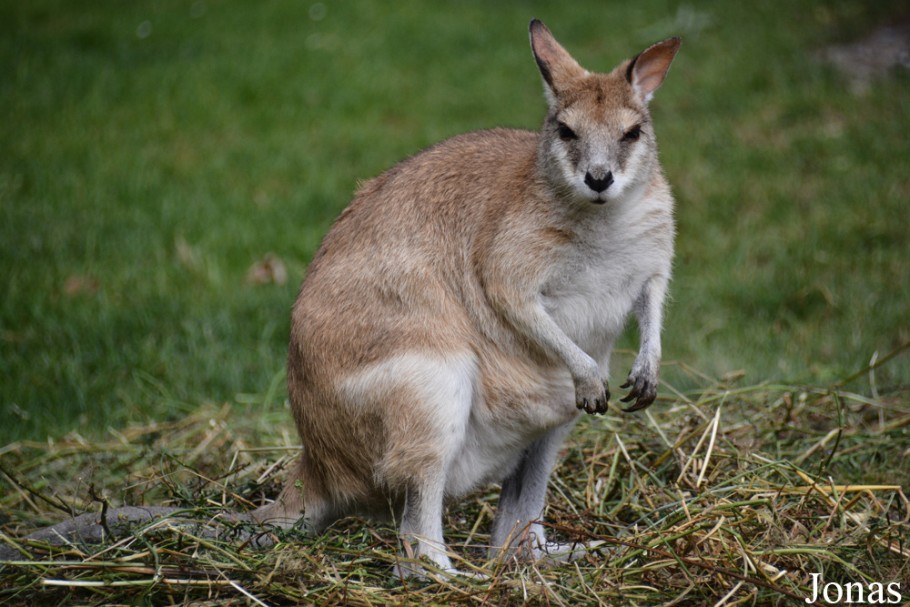 Notamacropus agilis