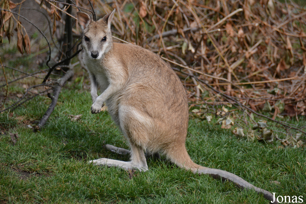 Notamacropus agilis