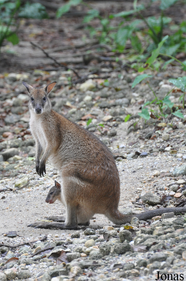 Notamacropus agilis