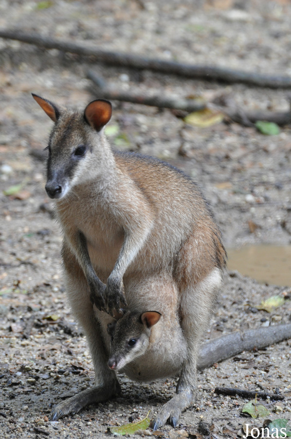 Notamacropus agilis
