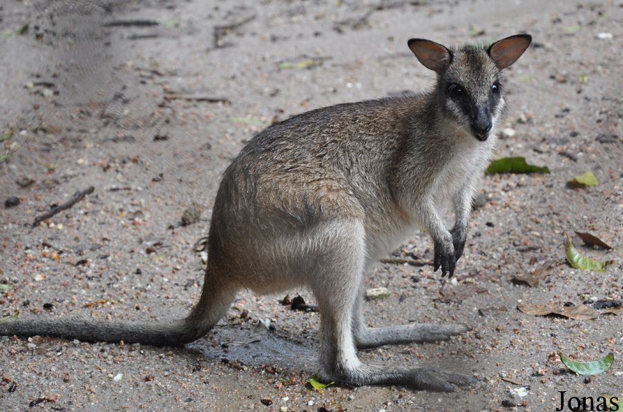 Notamacropus agilis