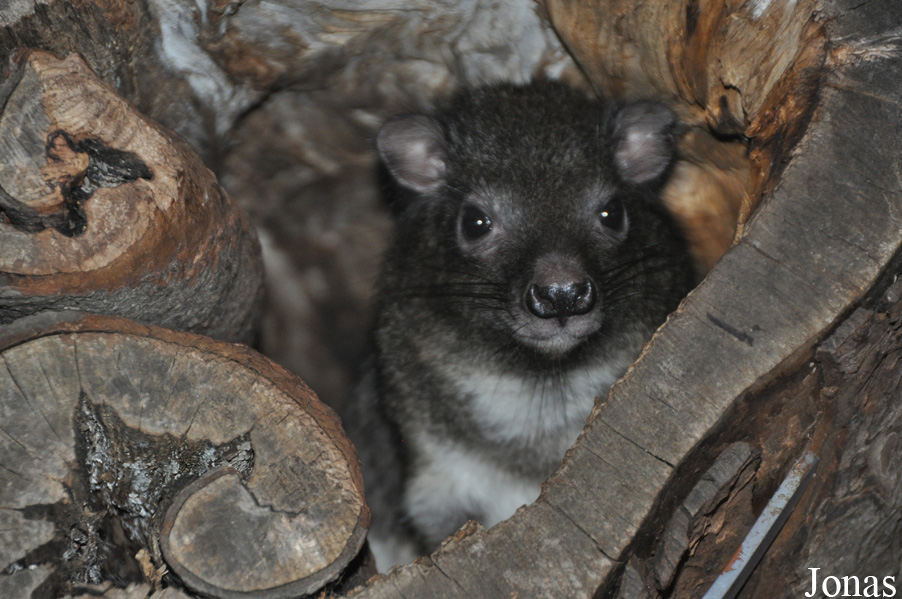 Dendrohyrax arboreus