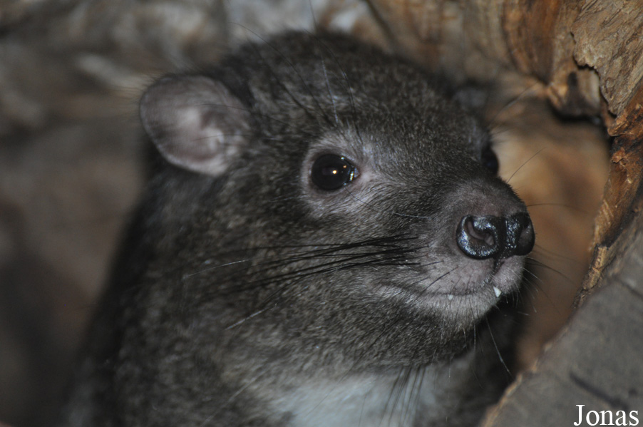 Dendrohyrax arboreus