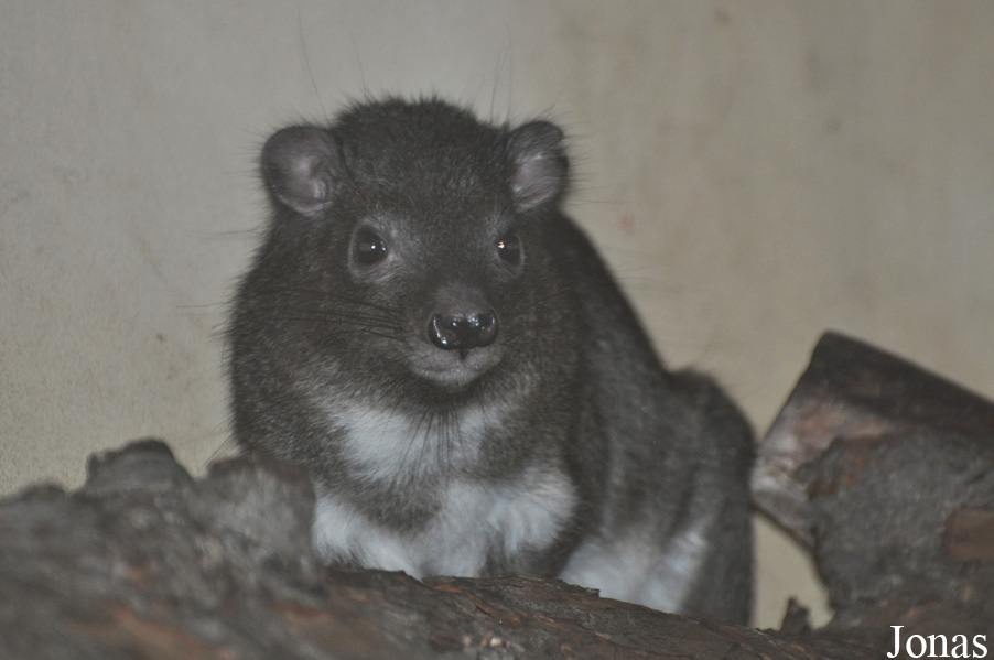 Dendrohyrax arboreus