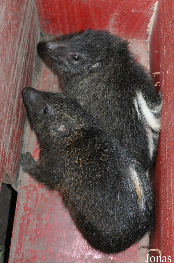 Dendrohyrax dorsalis