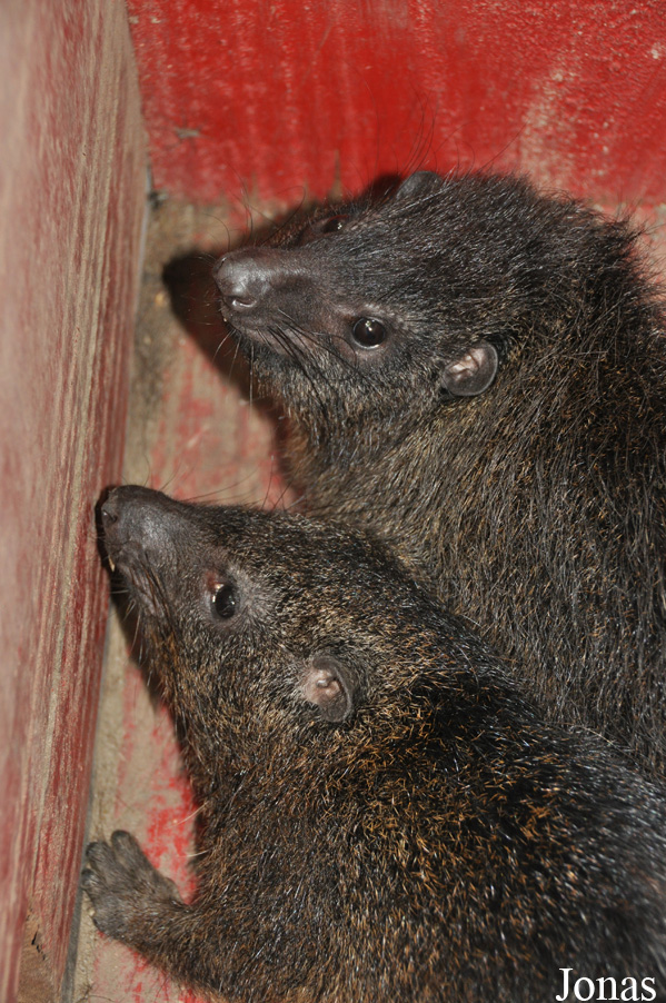 Dendrohyrax dorsalis