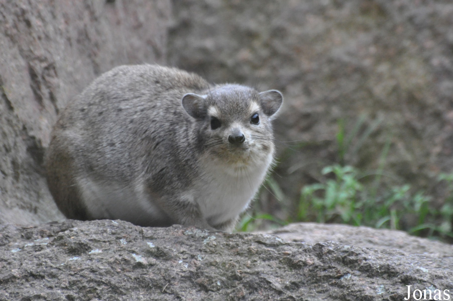 Heterohyrax brucei