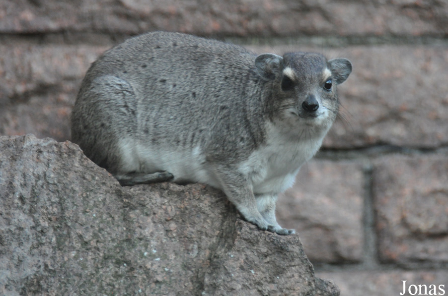 Heterohyrax brucei