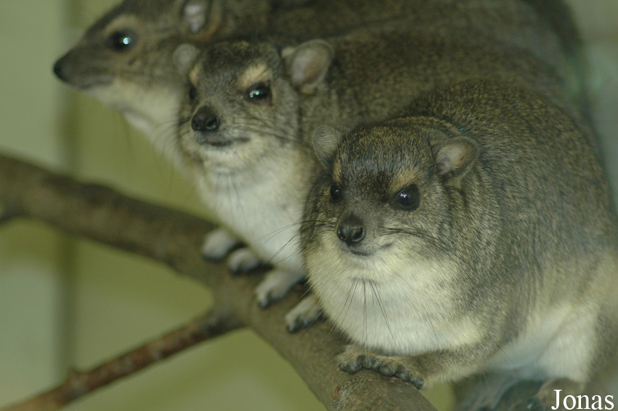 Heterohyrax brucei